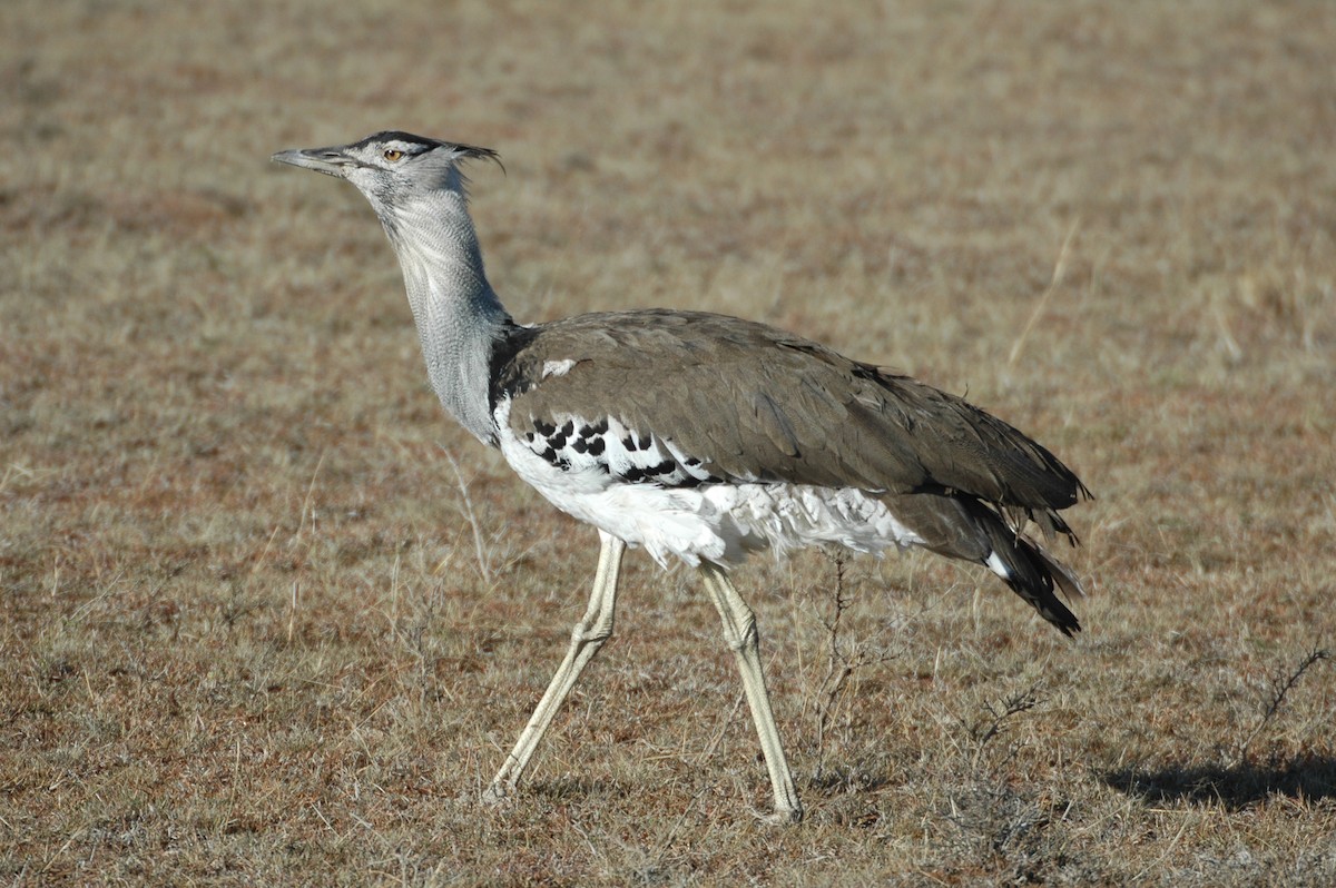 Kori Bustard - ML625361020