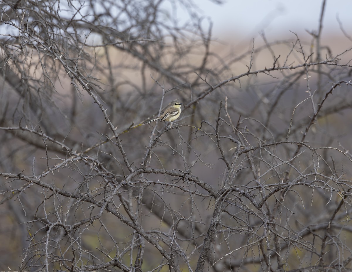 Bahia Wagtail-Tyrant - ML625361030