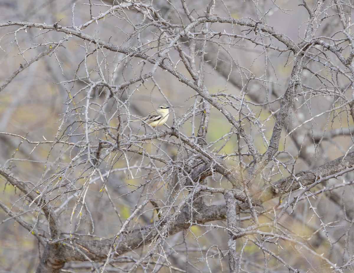 Bahia Wagtail-Tyrant - ML625361031