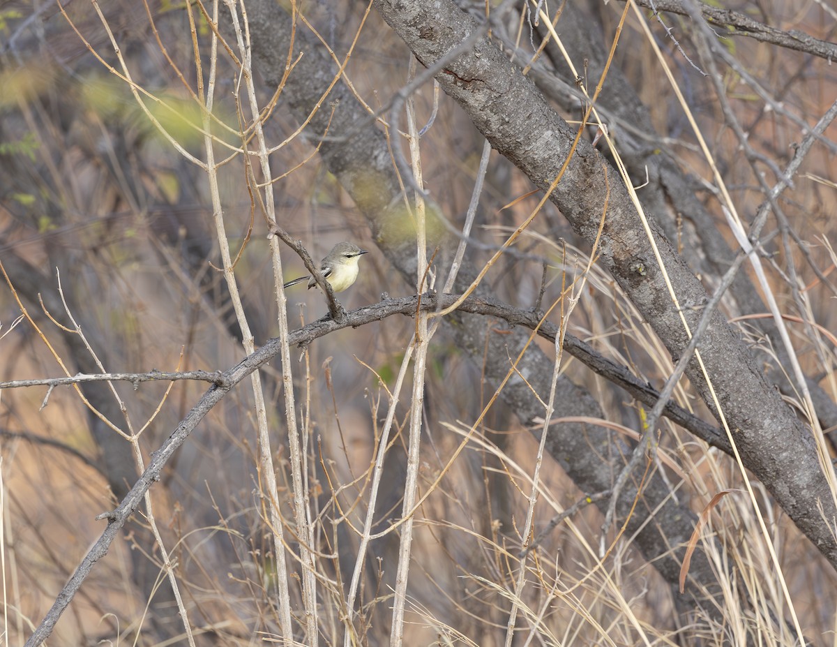 Bahia Wagtail-Tyrant - ML625361032