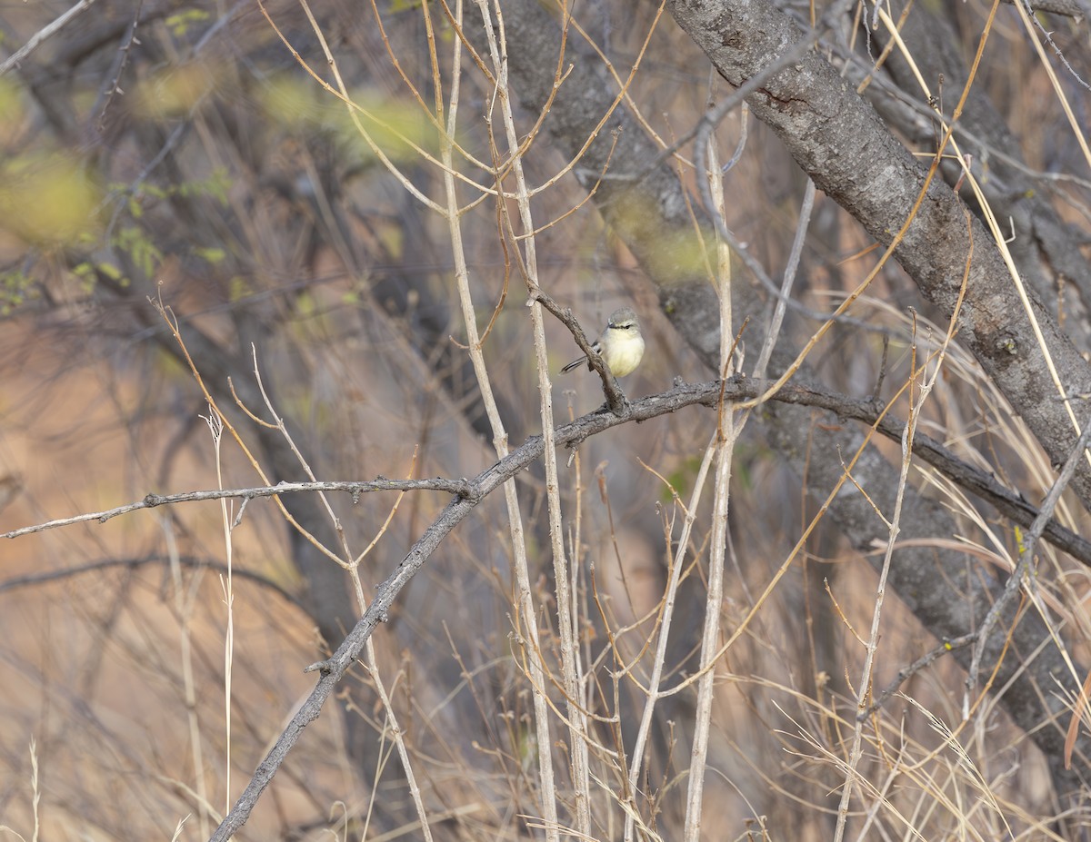 Bahia Wagtail-Tyrant - ML625361033