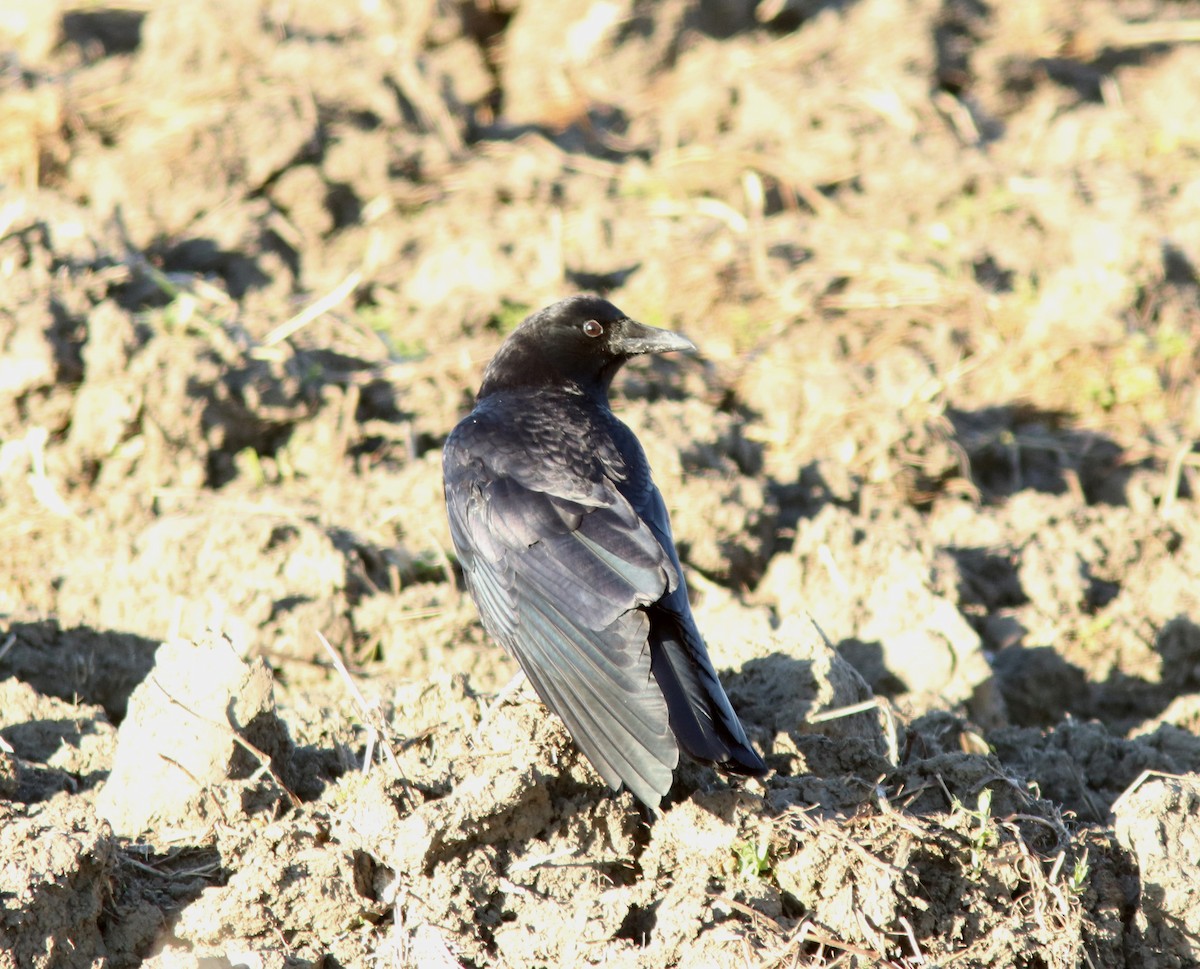 American Crow - ML625361035