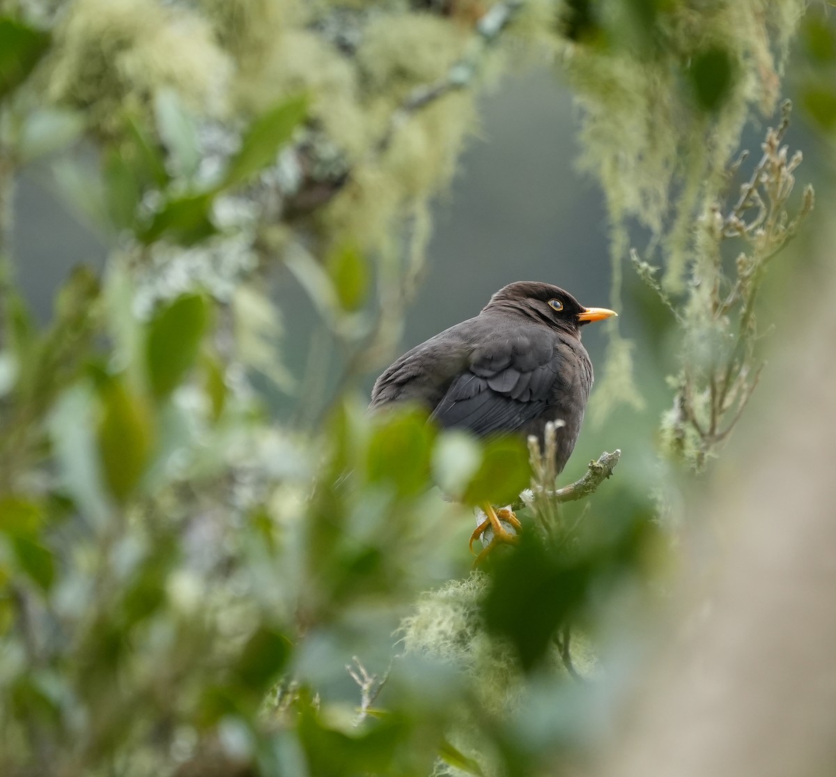 Sooty Thrush - ML625361056