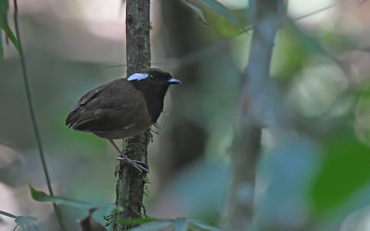 Black-breasted Gnateater - ML625361066