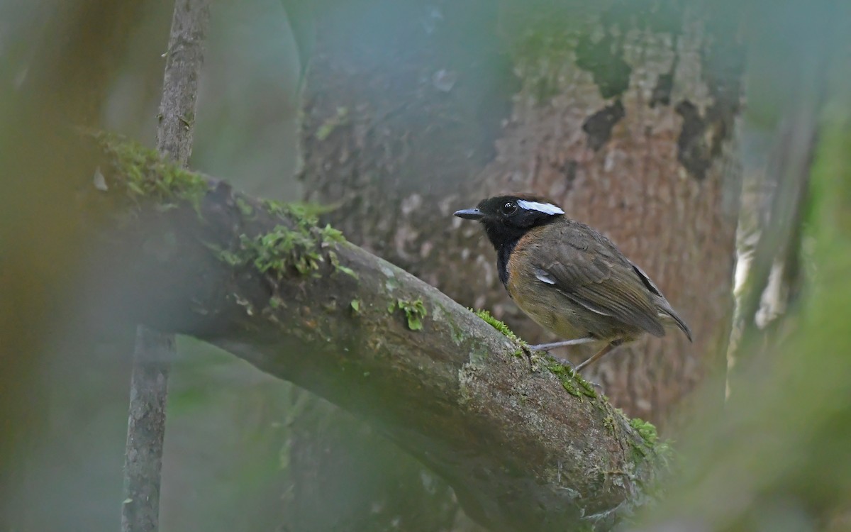 Black-breasted Gnateater - ML625361070