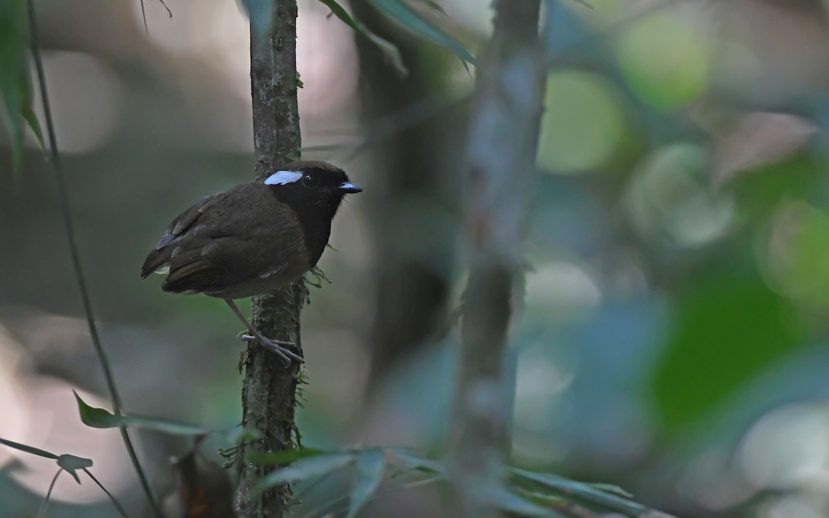 Black-breasted Gnateater - ML625361076