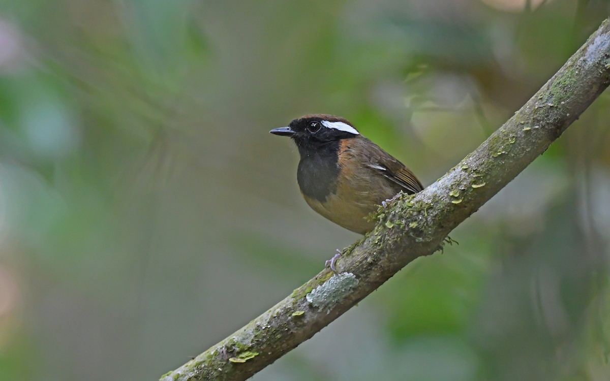Black-breasted Gnateater - ML625361082