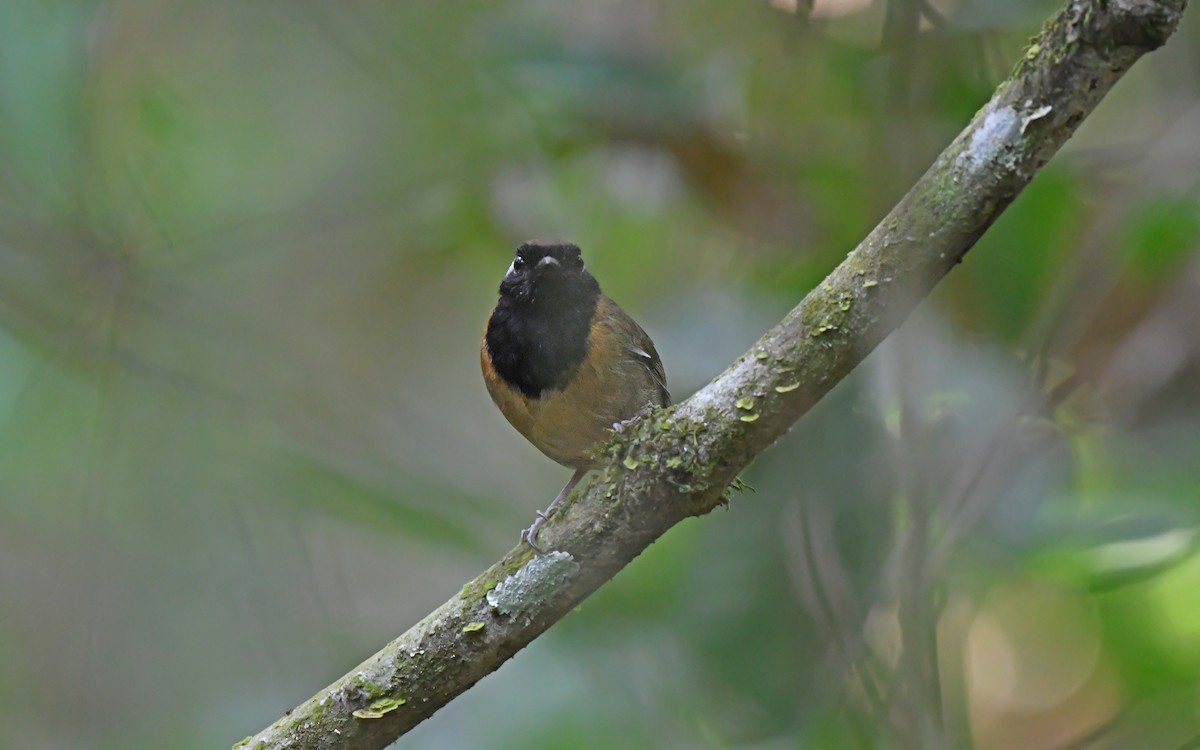 Black-breasted Gnateater - ML625361083