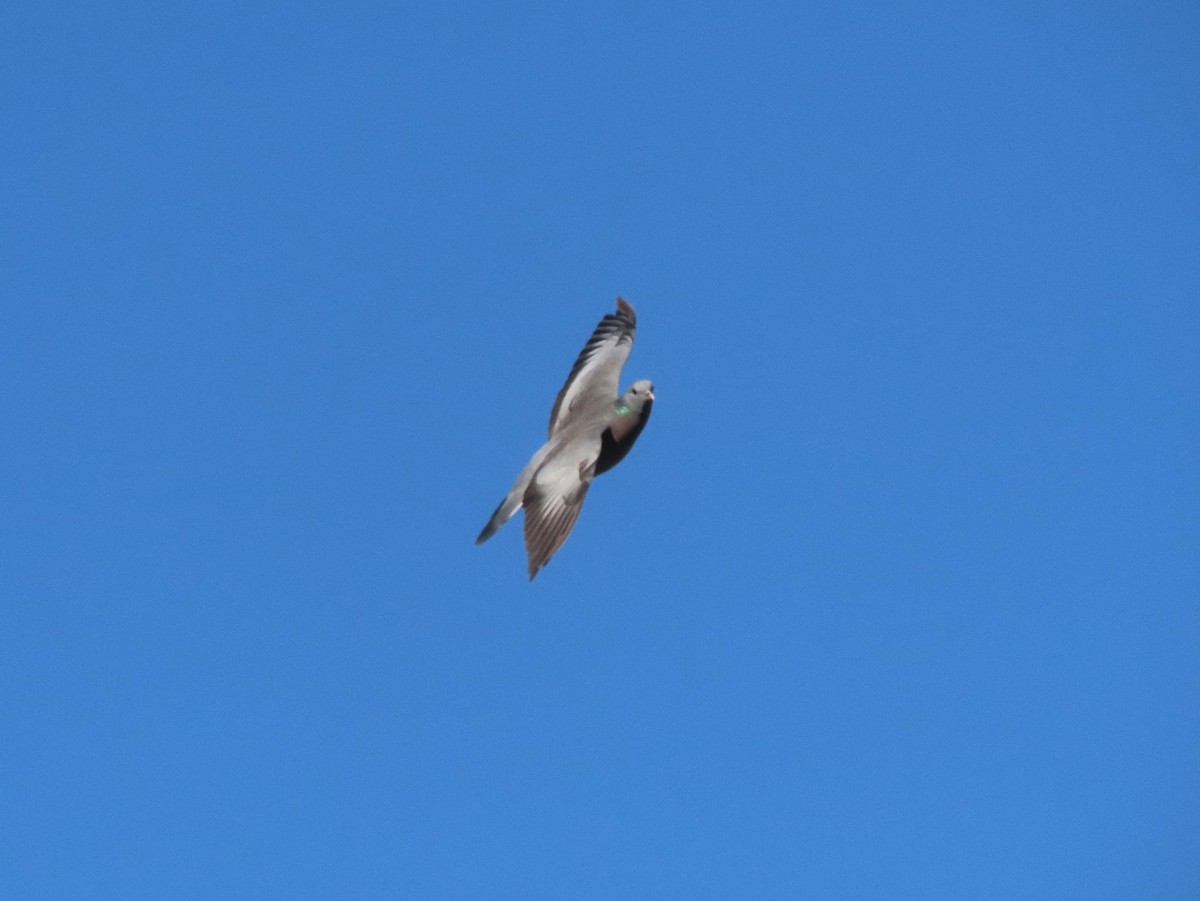 Stock Dove - ML625361121