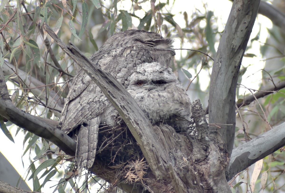 Tawny Frogmouth - ML625361125