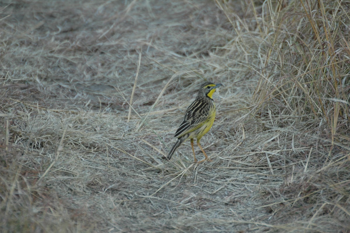 Yellow-throated Longclaw - ML625361137