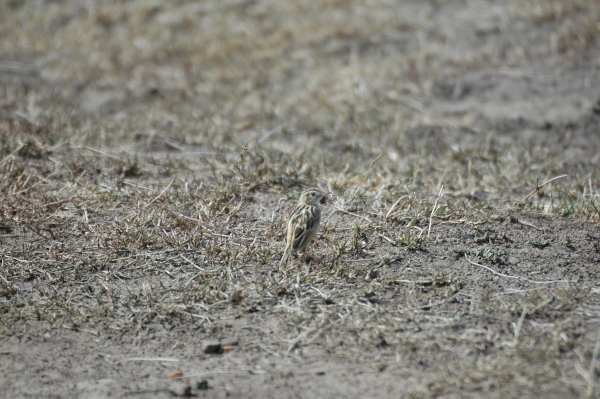 Desert Cisticola - ML625361149