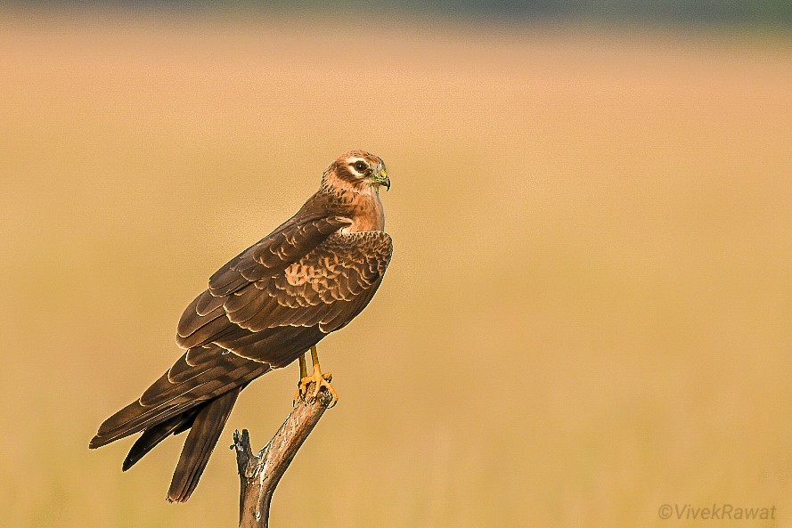 Montagu's Harrier - ML625361161