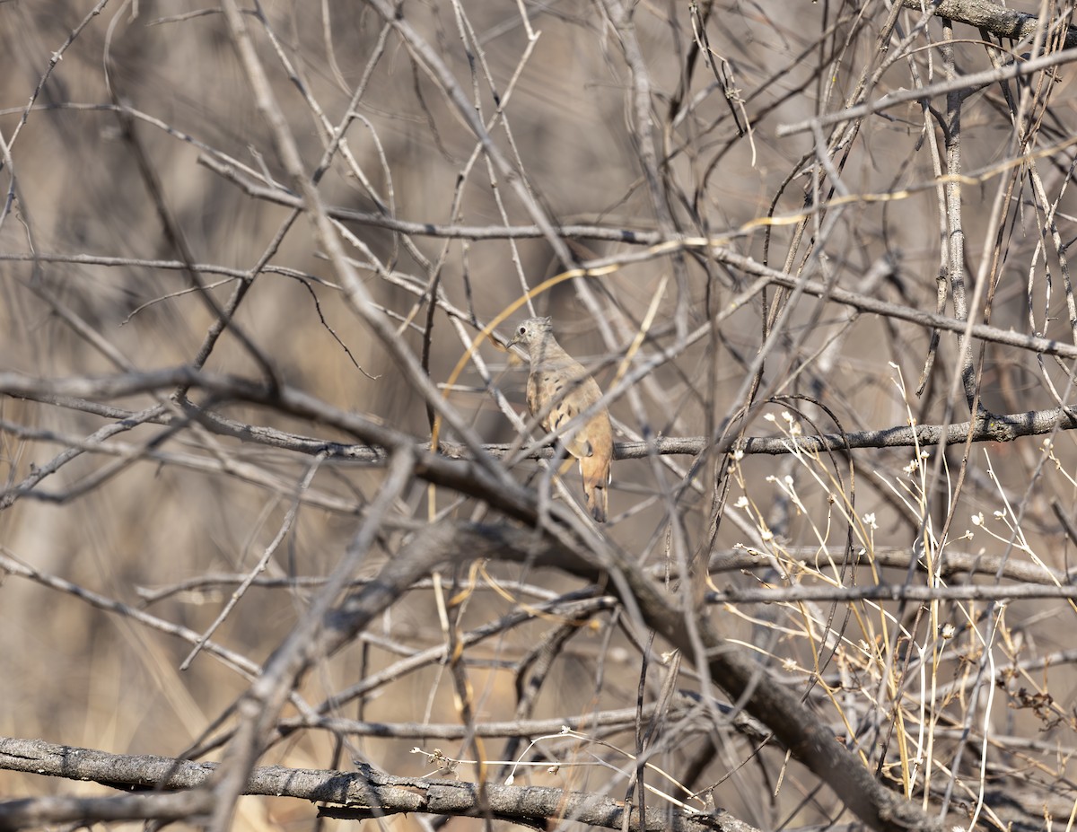 Plain-breasted Ground Dove - ML625361164