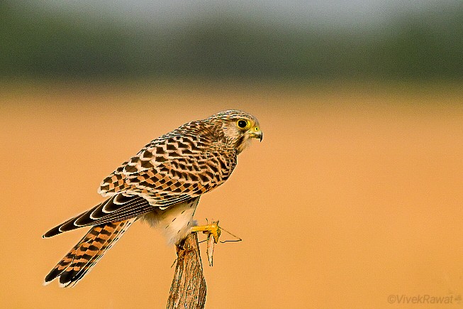 Eurasian Kestrel - ML625361182