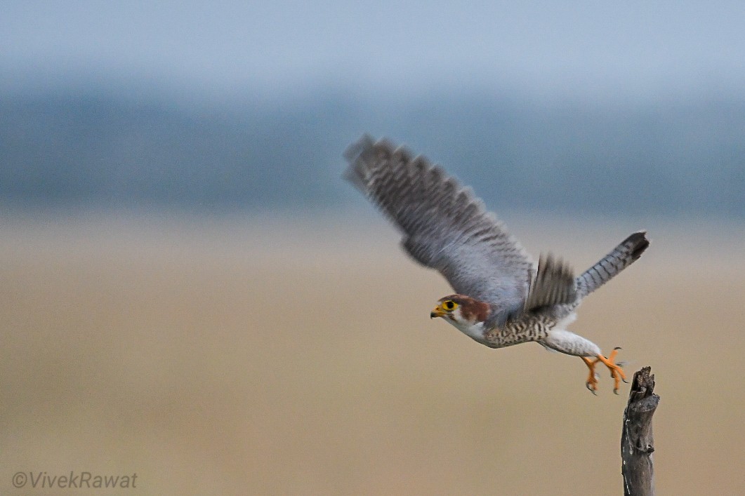 Red-necked Falcon - ML625361208