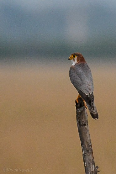 Red-necked Falcon - ML625361210