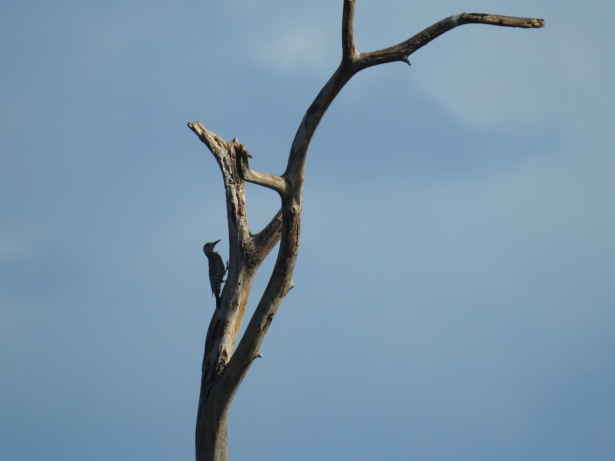 West Indian Woodpecker - ML625361374