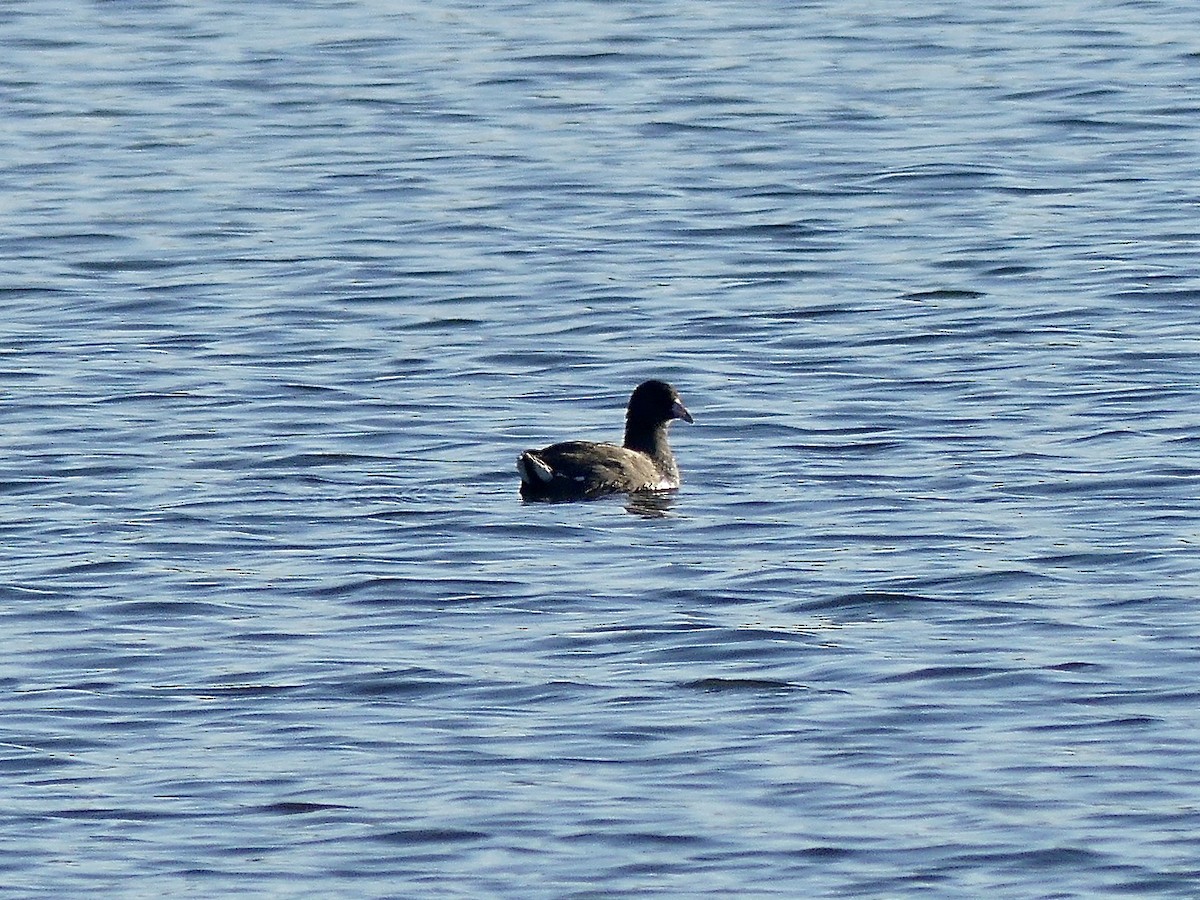 eBird Checklist - 24 Oct 2024 - Uniontown Dam (John T. Myers Locks ...