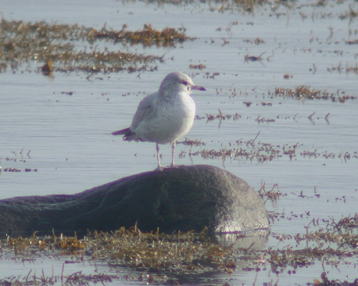 Common Gull - Jared Clarke