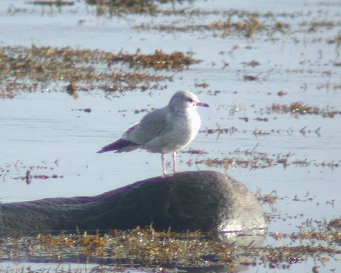 Common Gull - Jared Clarke