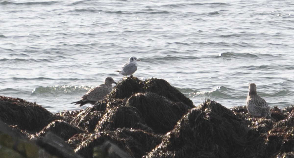 Black-legged Kittiwake - ML625361467