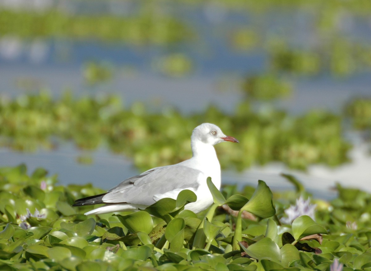 Gray-hooded Gull - ML625361538