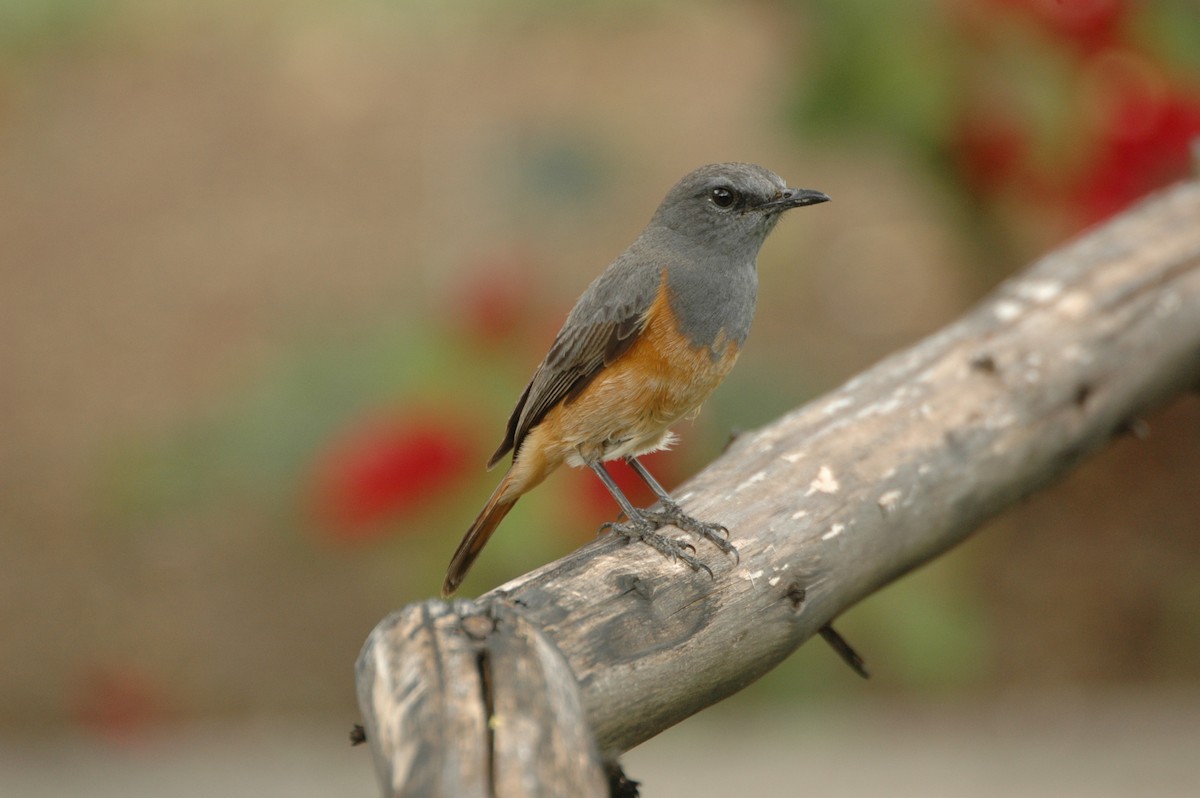 Little Rock-Thrush - ML625361582