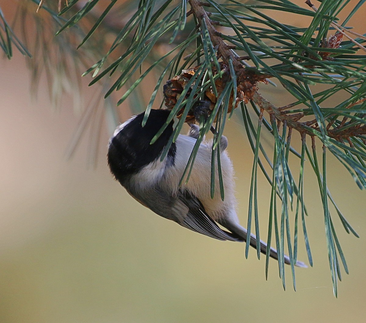 Black-capped Chickadee - ML625361701