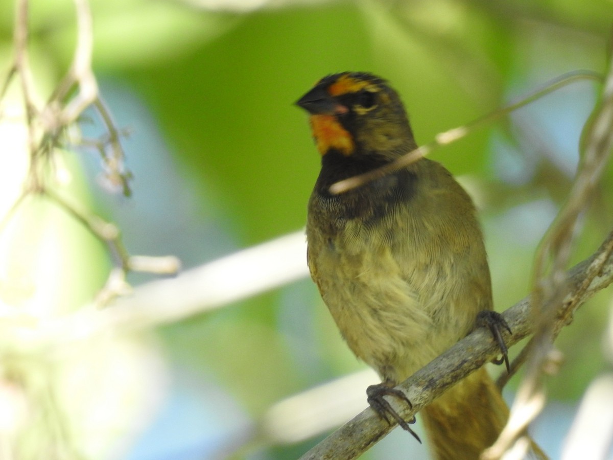 Yellow-faced Grassquit - ML625361806