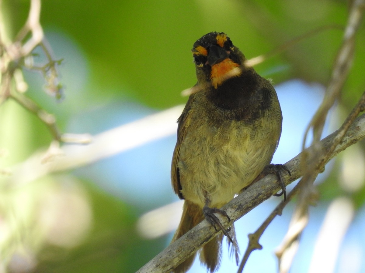 Yellow-faced Grassquit - ML625361807