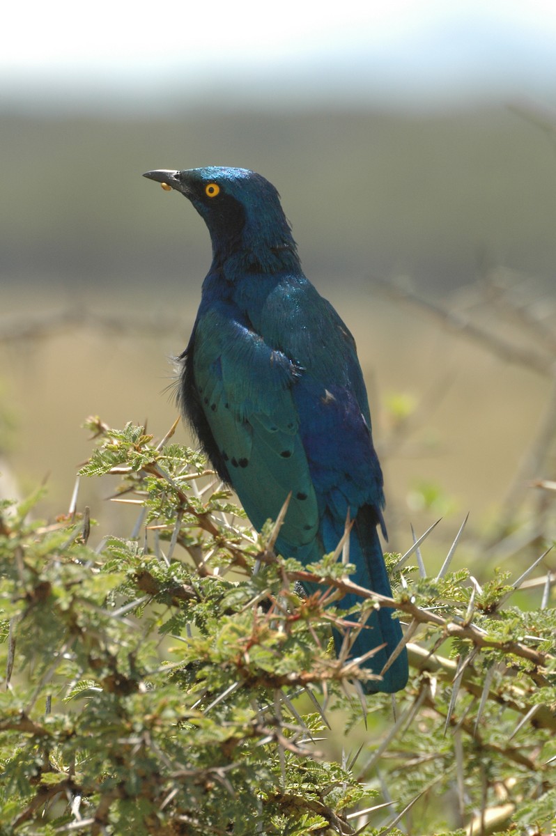 Greater Blue-eared Starling - ML625361928