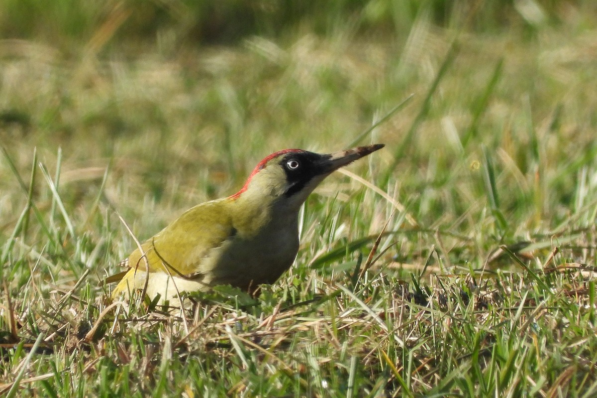 Eurasian Green Woodpecker - ML625361976