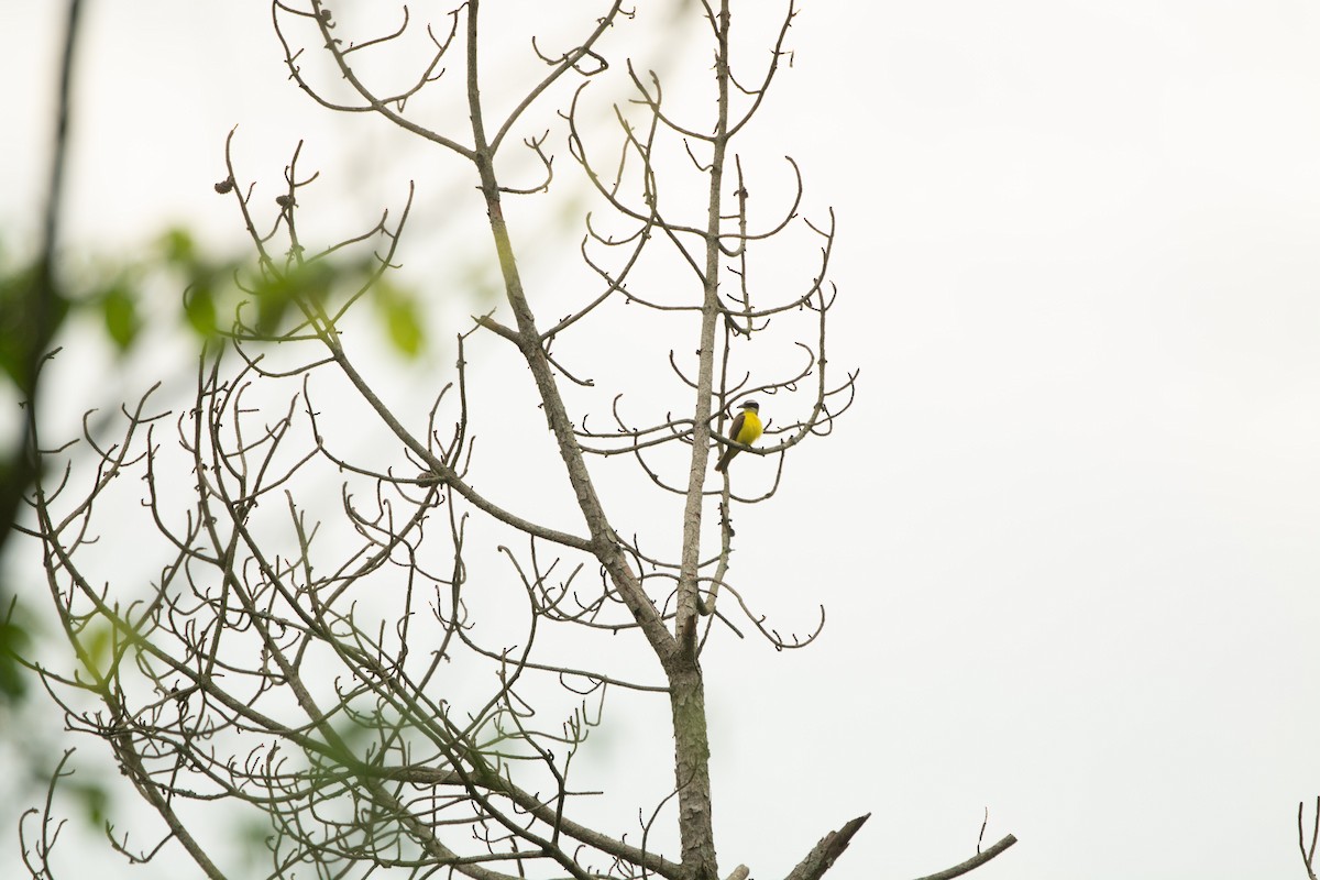 Boat-billed Flycatcher - ML625361985