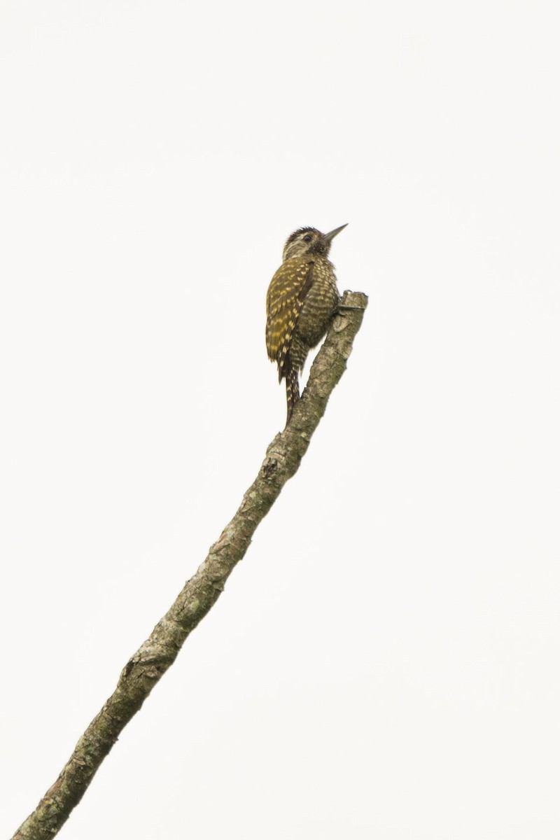 White-spotted Woodpecker - ML625362057