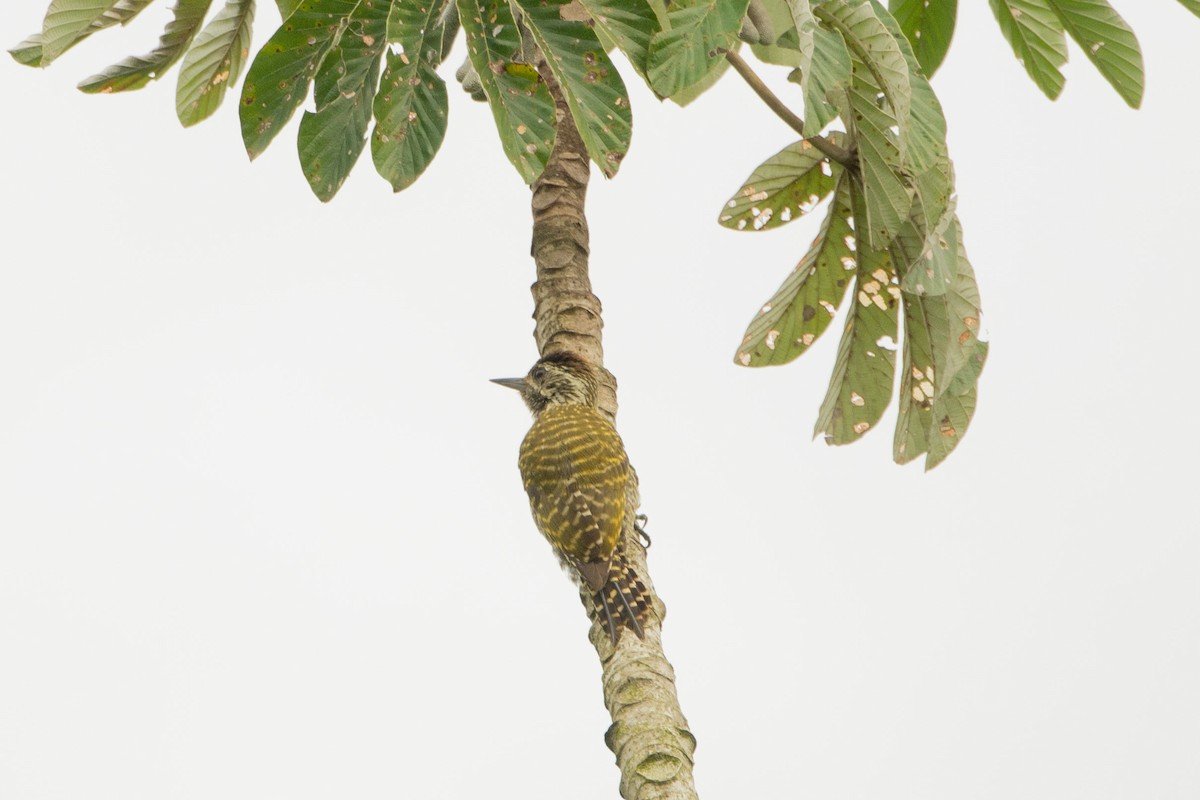 White-spotted Woodpecker - ML625362058