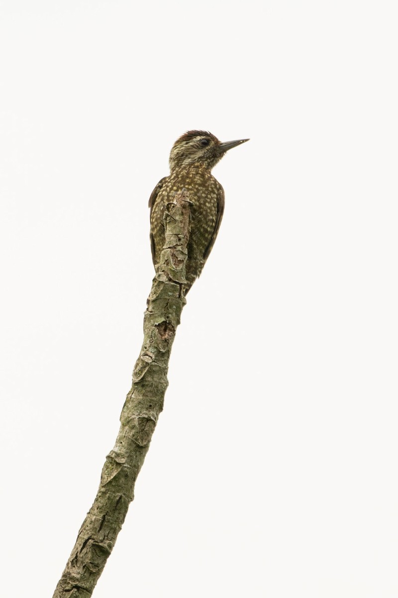 White-spotted Woodpecker - ML625362060