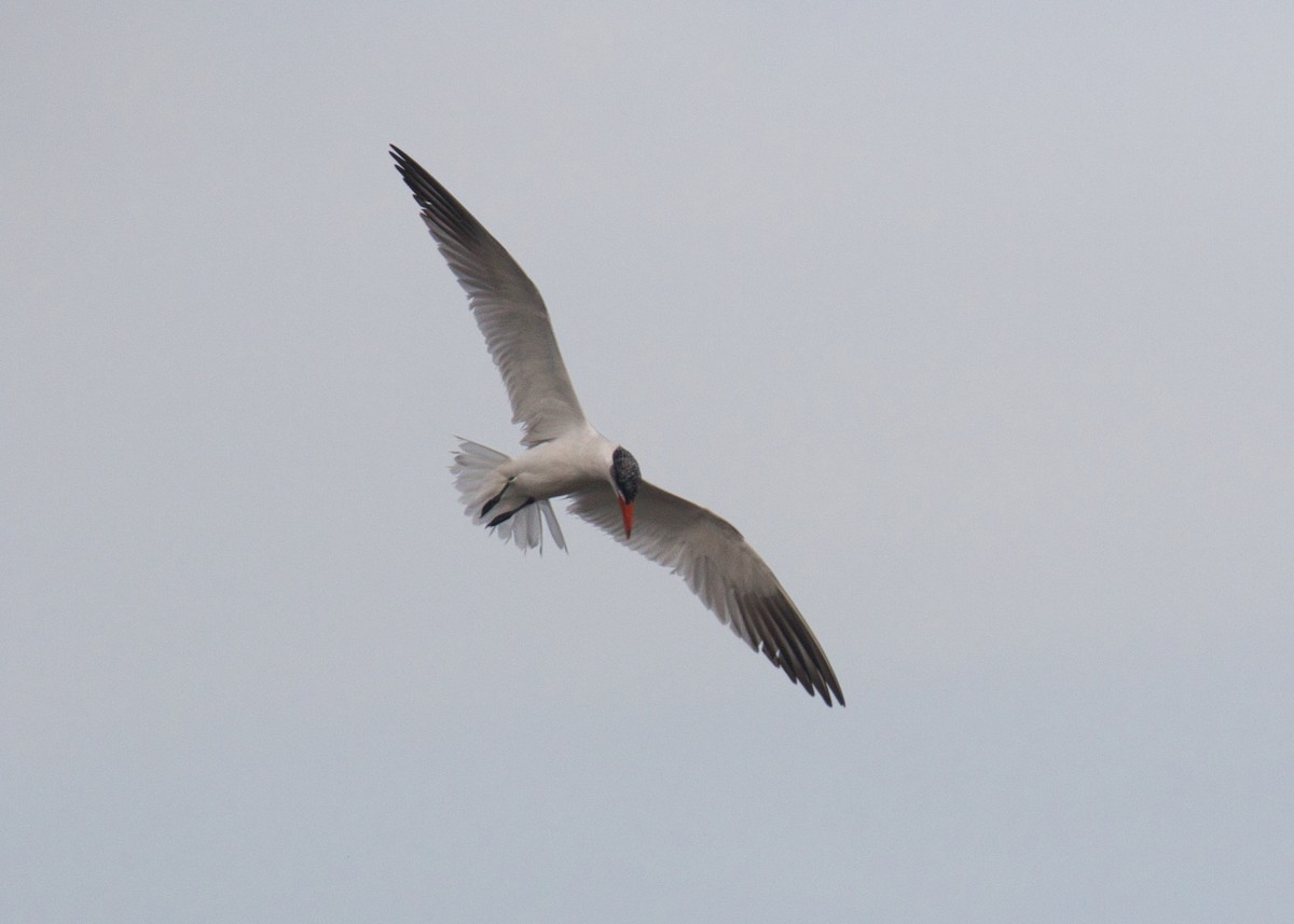 Caspian Tern - ML625362071
