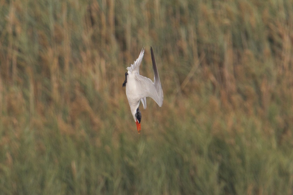 Caspian Tern - ML625362078