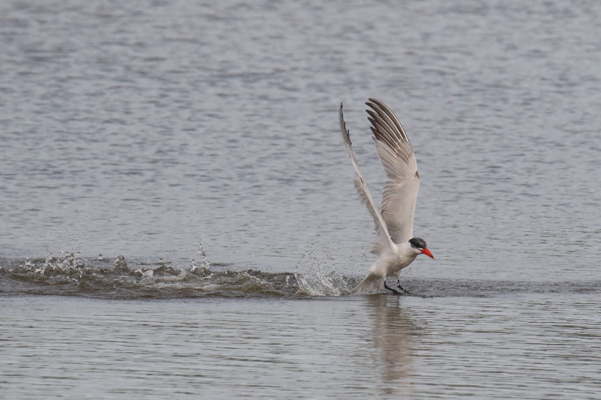 Caspian Tern - ML625362080