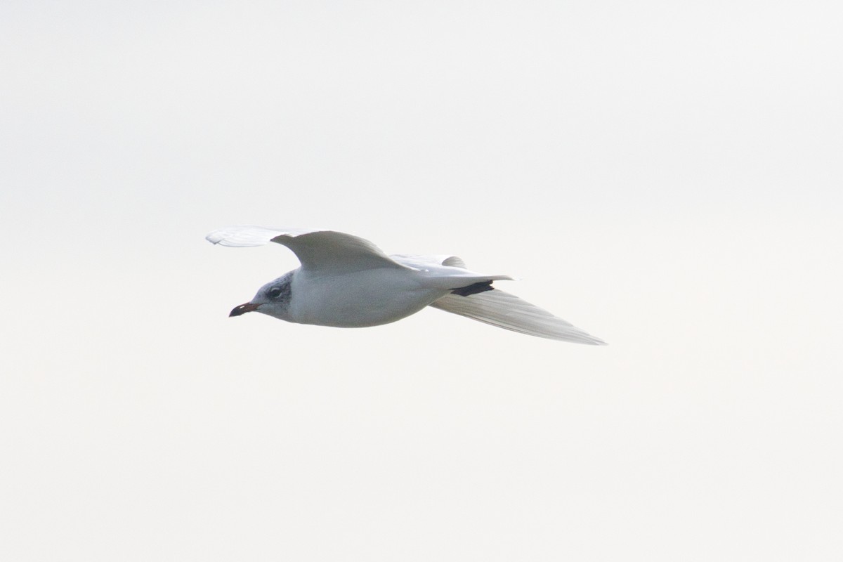 Mediterranean Gull - ML625362177