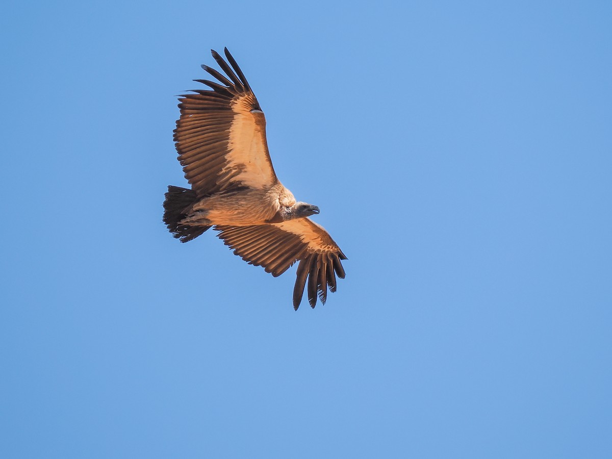 White-backed Vulture - Darren Shirley