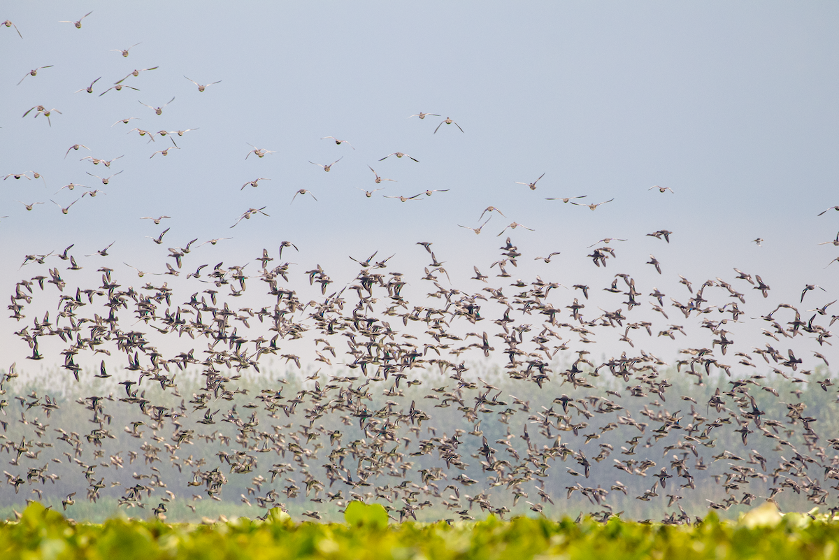 Green-winged Teal - ML625362469