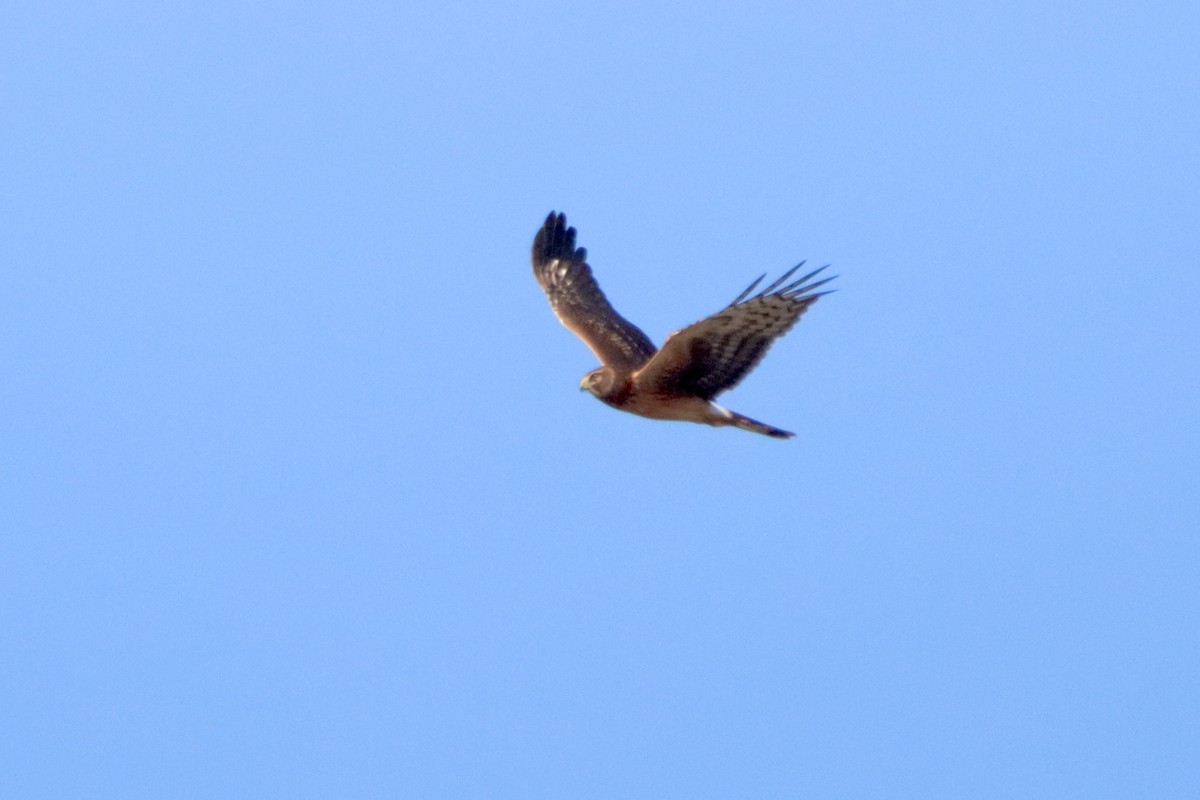 Northern Harrier - ML625362486