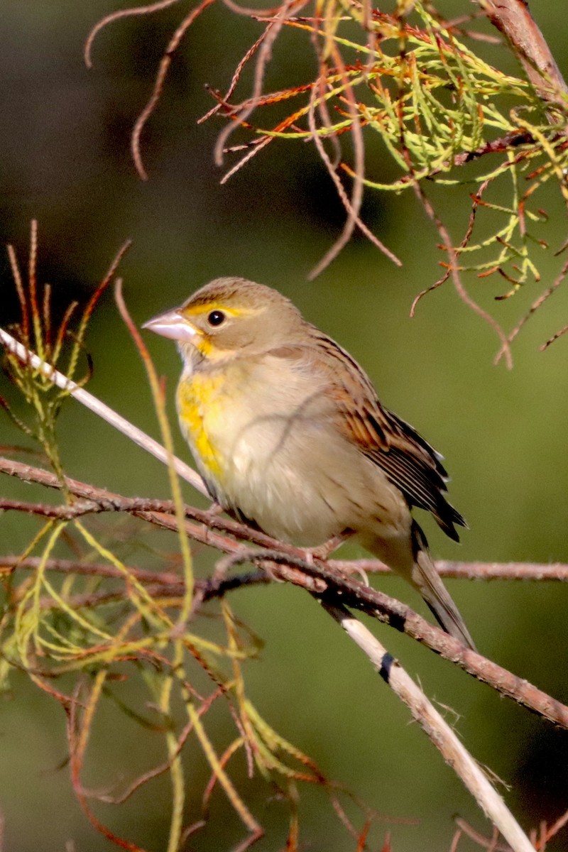 Dickcissel - ML625362495