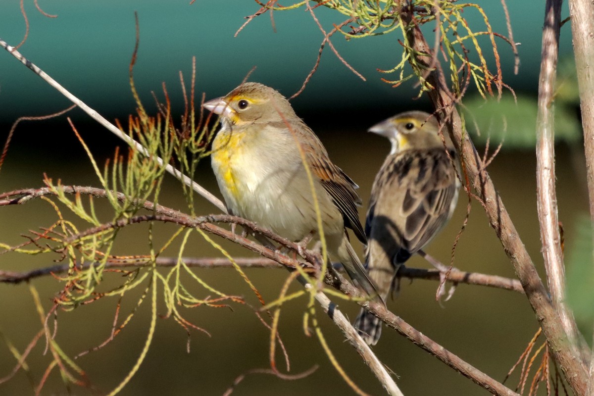 Dickcissel - ML625362506