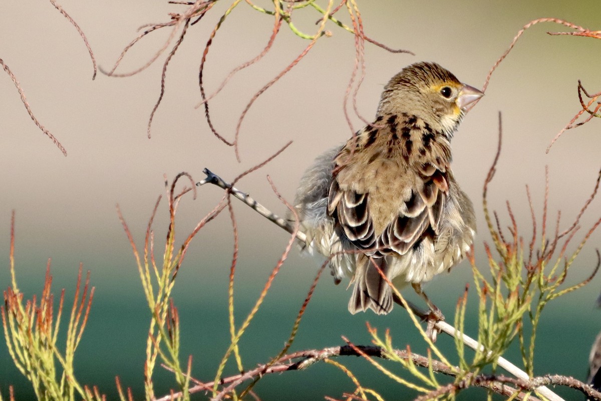 Dickcissel - ML625362511