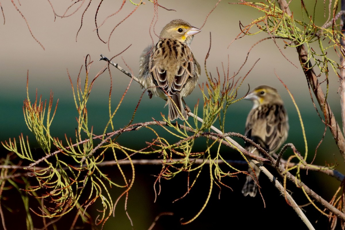 Dickcissel - ML625362514