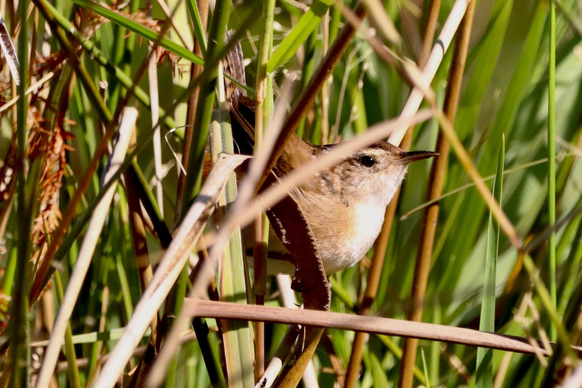 Marsh Wren - ML625362528