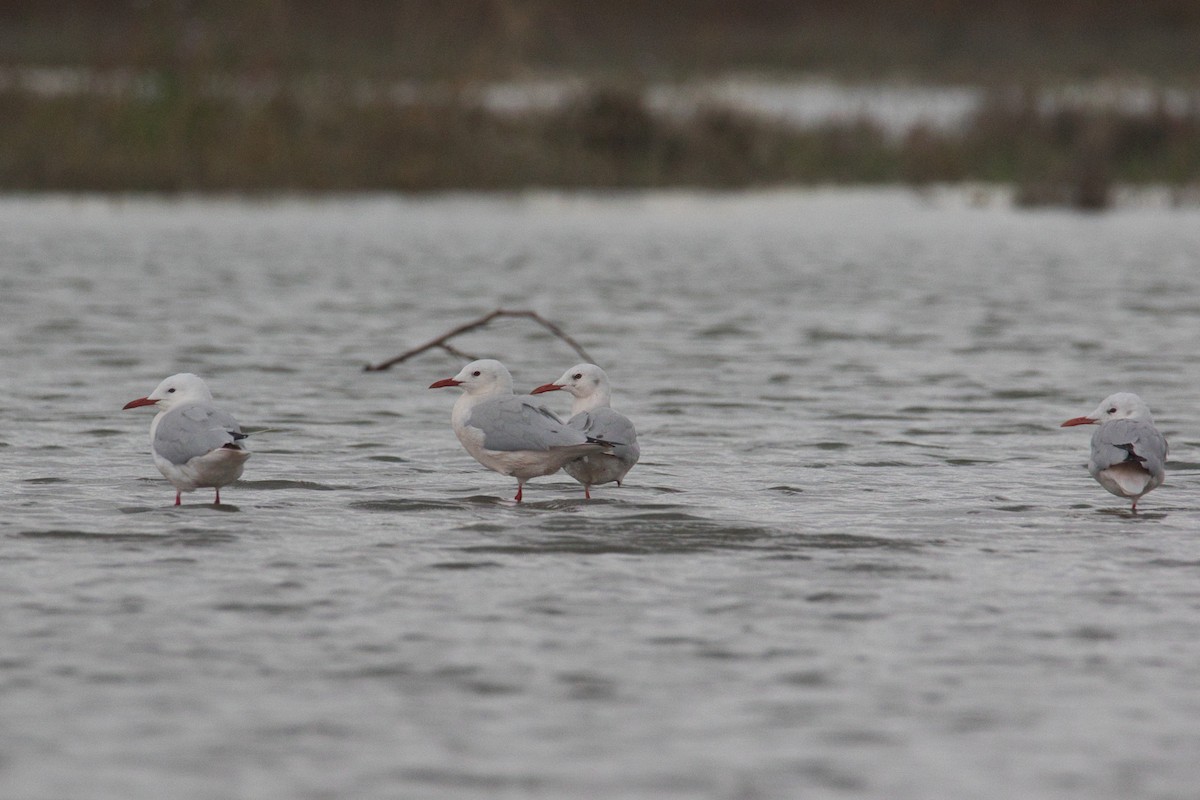 Slender-billed Gull - ML625362551